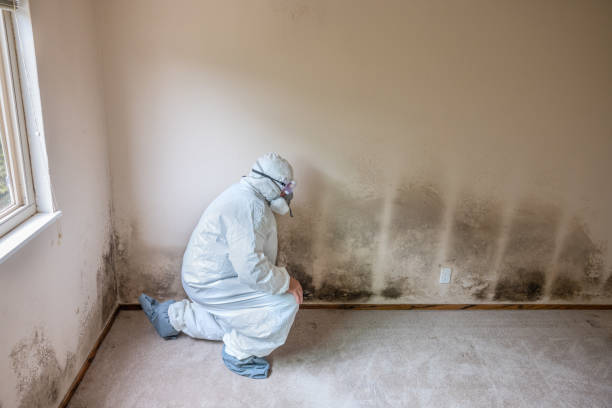 Best Post-Flood Mold Remediation in Park City, TN