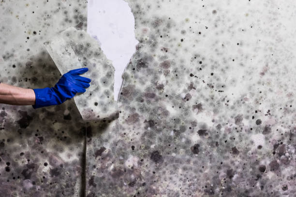 Best Health and Safety Mold Remediation in Park City, TN